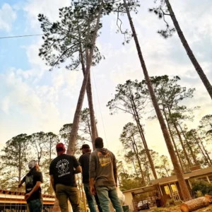 Green Arbor LLC Expands Professional Tree Services  in the Four-State Area